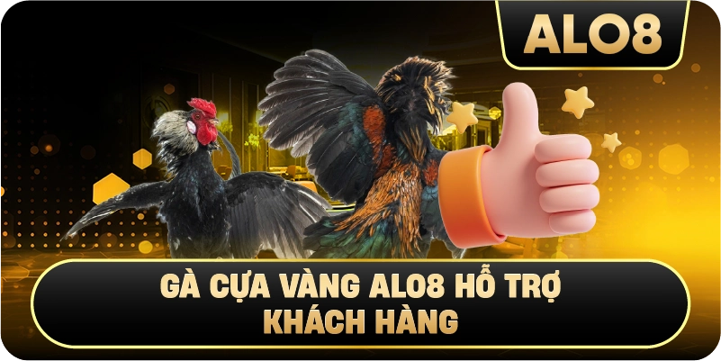 Gà Cựa Vàng Alo8 hỗ trợ khách hàng