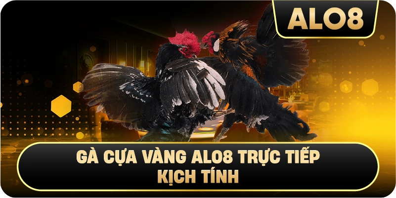 Gà Cựa Vàng Alo8 trực tiếp kịch tính