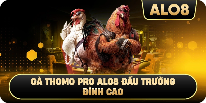 Gà Thomo Pro Alo8 đấu trường đỉnh cao